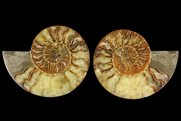Agatized Ammonite Fossil - Madagascar #135266